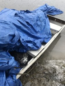 Rescued Loon under a tarp