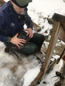 John Cooley holding rescued Loon