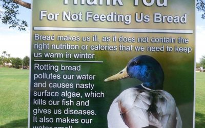 Please Don’t Feed Ducks Or Geese