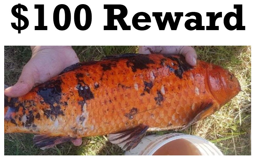 Image of a Koi fish.