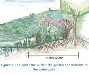 Artwork showing a vegetated buffer