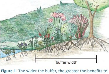 Vegetated Buffer And How It Helps The Lake