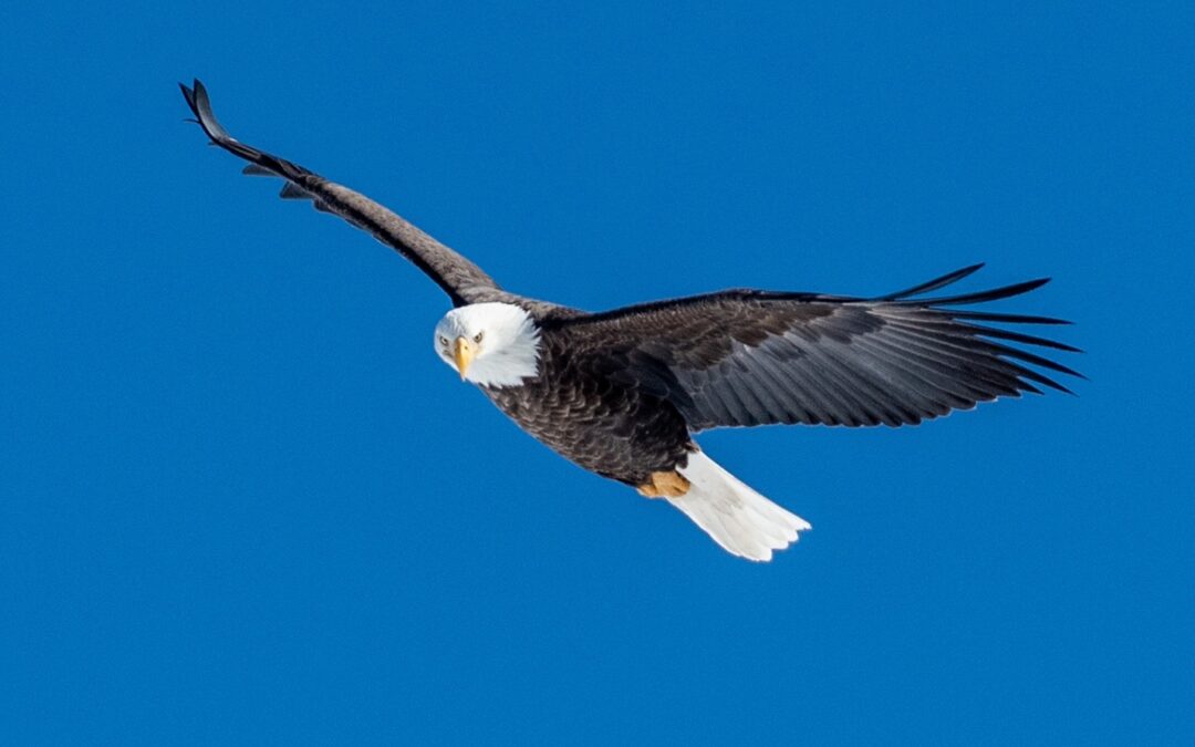 Lovell Lake Eagles in February