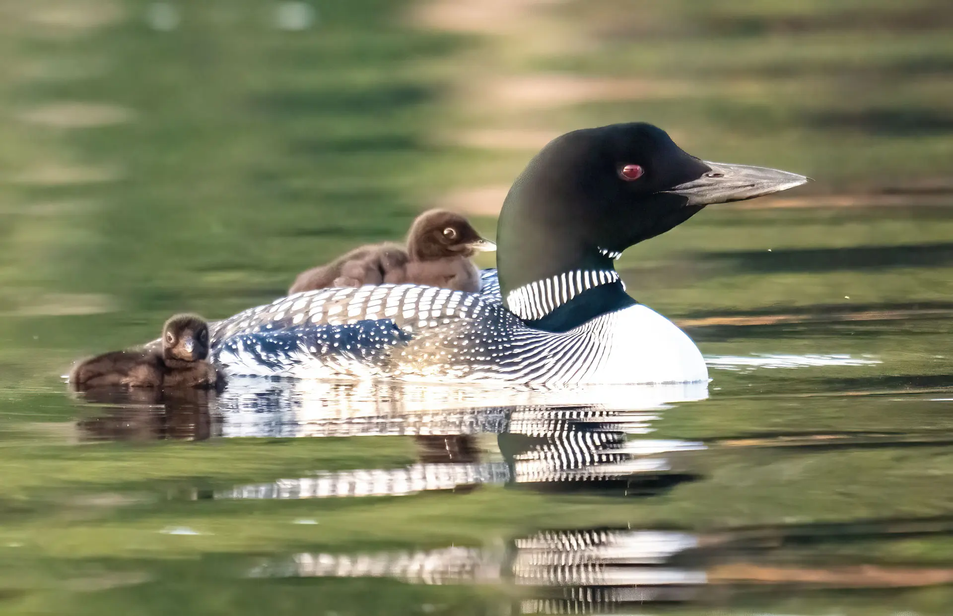 202507 Loon with 2 chicks